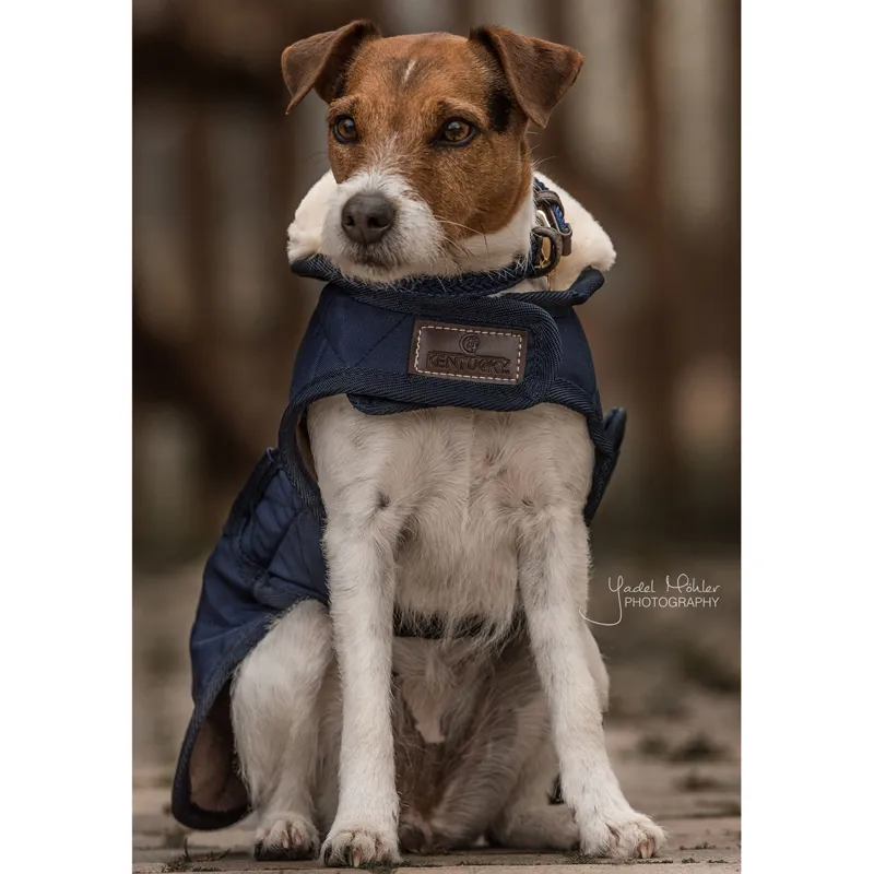 Kentucky Original Dog Coat - Navy