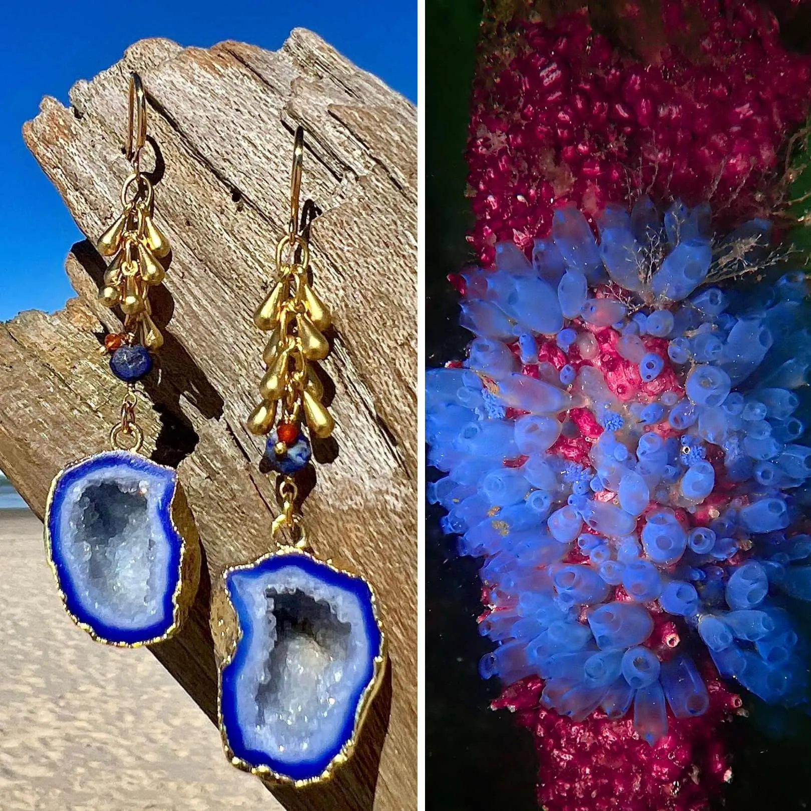 N°44 Sea Squirt Collection Earrings